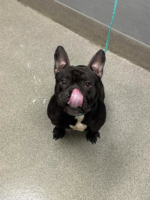 CHOMPS
