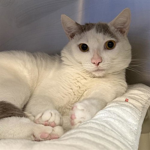 TIDDLE WINKS, Young Domestic Short Hair / Mixed (medium coat), cat for adoption in Las Vegas, Nevada