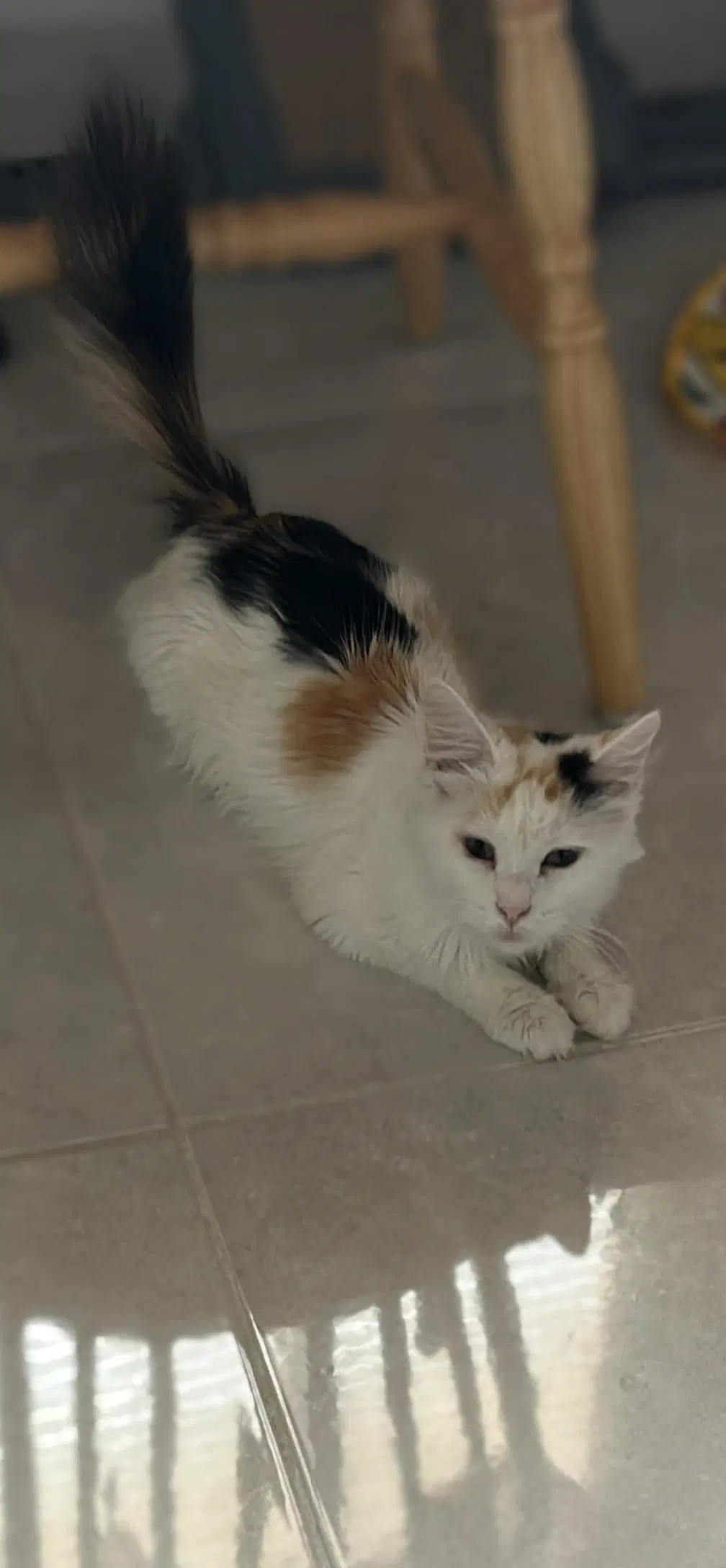 Raisinette - Domestic Medium Hair