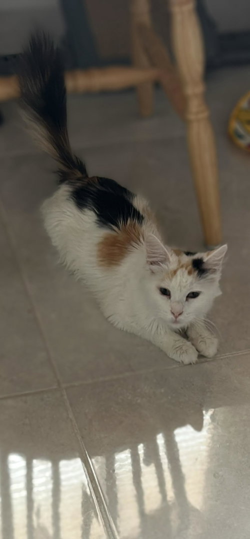 picture of the cat needing adoption