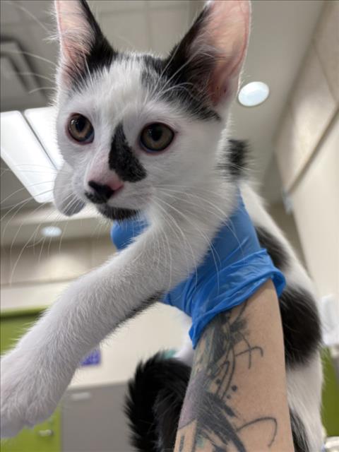 *ASH, Baby Domestic Short Hair / Mixed (medium coat), cat for adoption in Las Vegas, Nevada