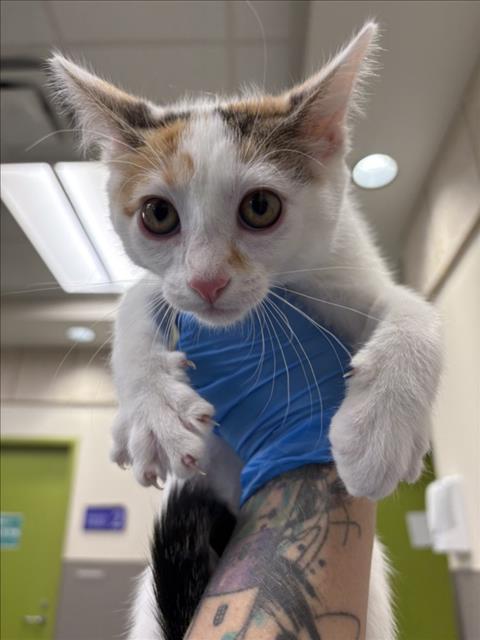 *DAISY, Baby Domestic Short Hair / Mixed (medium coat), cat for adoption in Las Vegas, Nevada