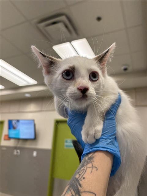 *WILLOW, Baby Domestic Short Hair / Mixed (medium coat), cat for adoption in Las Vegas, Nevada