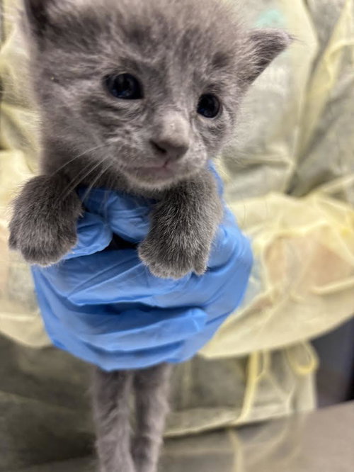 *GREY, Baby Domestic Short Hair / Mixed (medium coat), cat for adoption in Las Vegas, Nevada