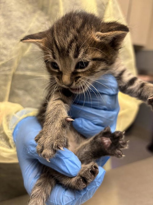 *WEBBER, Baby Domestic Short Hair / Mixed (medium coat), cat for adoption in Las Vegas, Nevada