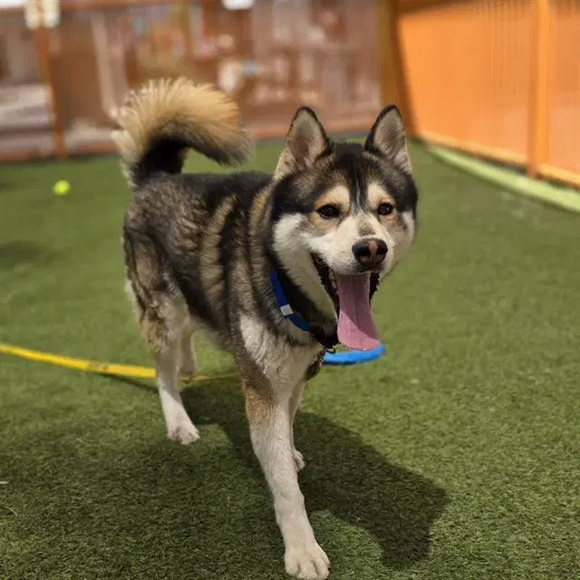 Goobert - Siberian Husky
