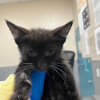 *HANZO, Baby Domestic Short Hair / Mixed (medium coat), cat for adoption in Las Vegas, Nevada