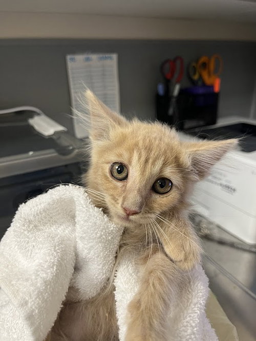 *CAULIFLOWER, Baby Domestic Short Hair / Mixed (medium coat), cat for adoption in Las Vegas, Nevada