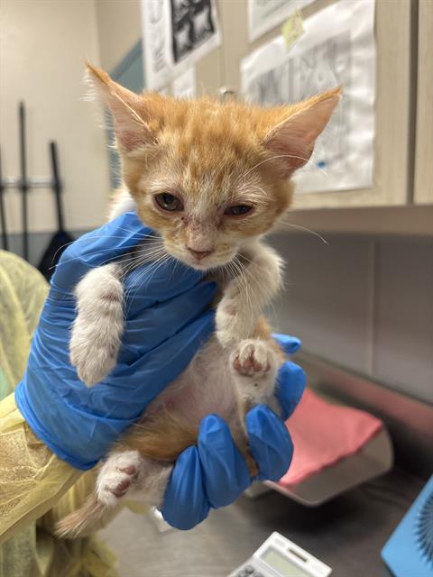 *PRETZEL, Baby Domestic Short Hair / Mixed (medium coat), cat for adoption in Las Vegas, Nevada