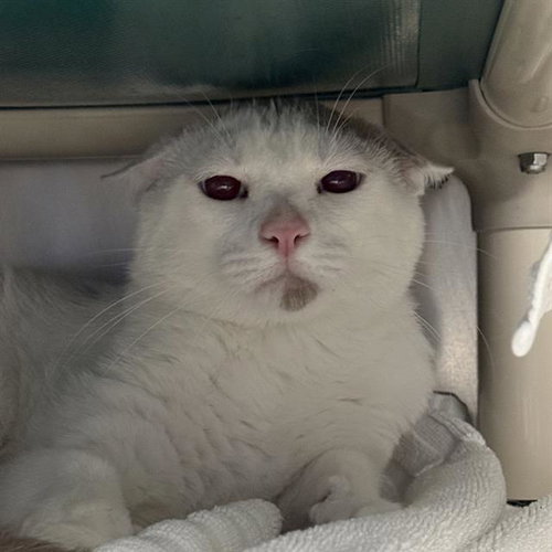 ROUNDY DOUNDY 3, Young Domestic Short Hair / Mixed (medium coat), cat for adoption in Las Vegas, Nevada