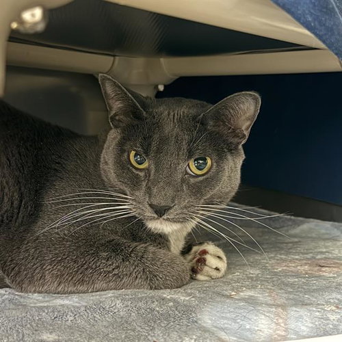 TUX, Adult Domestic Short Hair / Mixed (medium coat), cat for adoption in Las Vegas, Nevada
