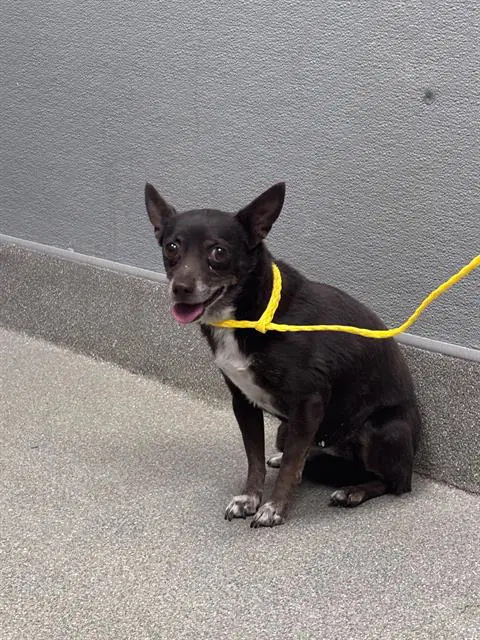 Darla - Chihuahua