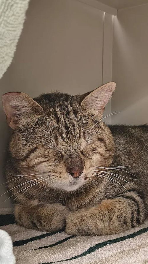 *LIL MAN, Adult Domestic Short Hair / Mixed (medium coat), cat for adoption in Las Vegas, Nevada