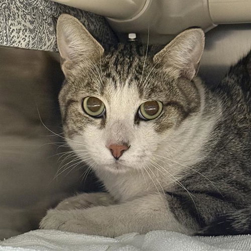 *BOK CHOY, Adult Domestic Short Hair / Mixed (medium coat), cat for adoption in Las Vegas, Nevada