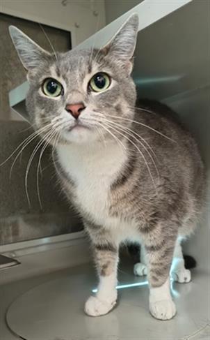 MIYUKI, Adult Domestic Short Hair / Mixed (medium coat), cat for adoption in Las Vegas, Nevada