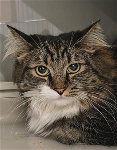 SASUKI, Adult Domestic Short Hair / Mixed (medium coat), cat for adoption in Las Vegas, Nevada