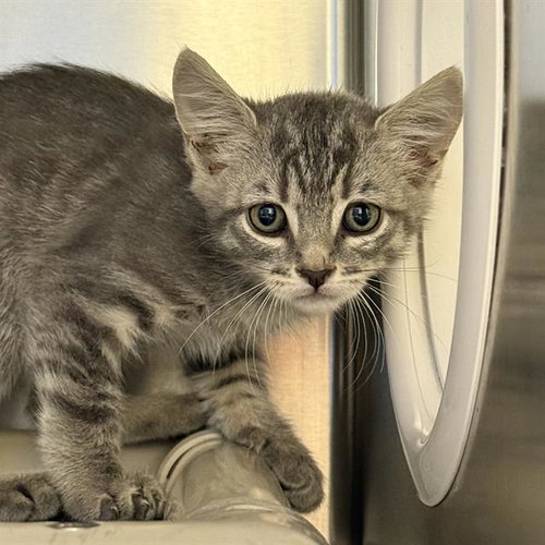 *LINUS, Baby Domestic Short Hair / Mixed (medium coat), cat for adoption in Las Vegas, Nevada