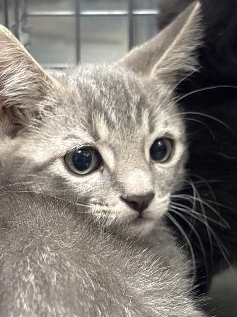 *PEPPERMINT PATTY, Baby Domestic Short Hair / Mixed (medium coat), cat for adoption in Las Vegas, Nevada