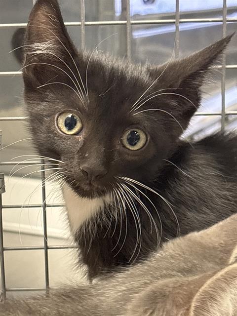 *SCHROEDER, Baby Domestic Short Hair / Mixed (medium coat), cat for adoption in Las Vegas, Nevada