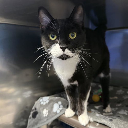 CHARLIE, Adult Domestic Short Hair / Mixed (medium coat), cat for adoption in Las Vegas, Nevada