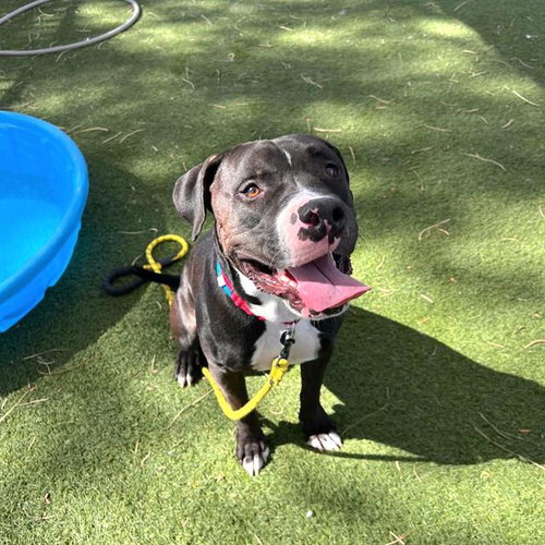 COOKIE, an adoptable Pit Bull Terrier in Las Vegas, NV