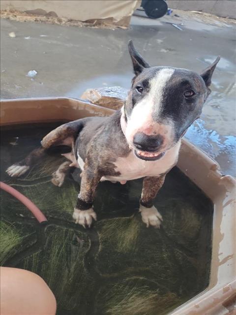 *GANDA, an adoptable Bull Terrier in Las Vegas, NV