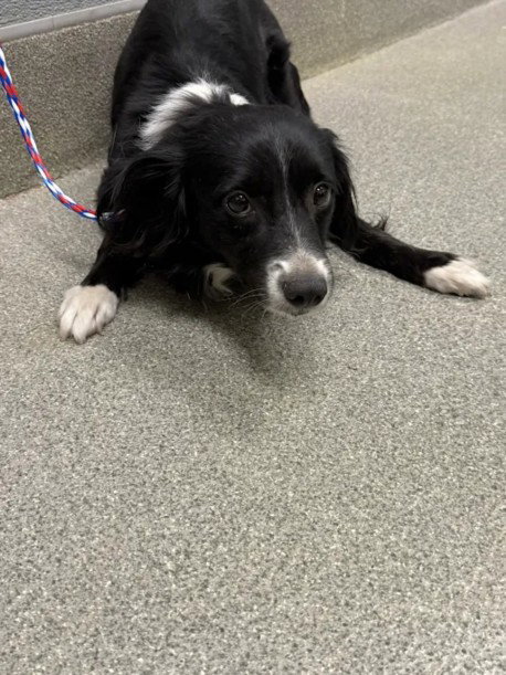 NEERO, an adoptable Border Collie in Las Vegas, NV