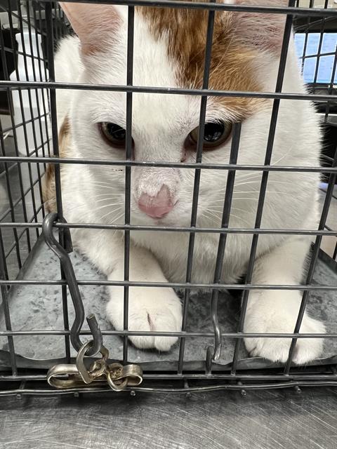 THUMPER, an adoptable Domestic Medium Hair in Las Vegas, NV