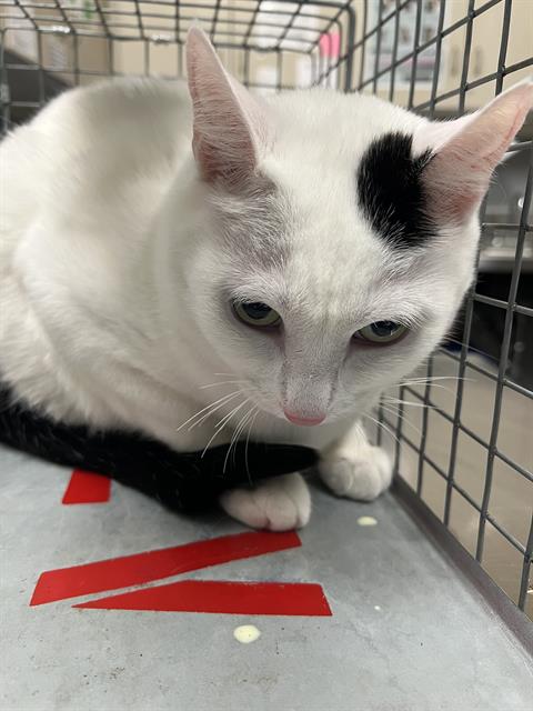 FLOWER, an adoptable Domestic Medium Hair in Las Vegas, NV