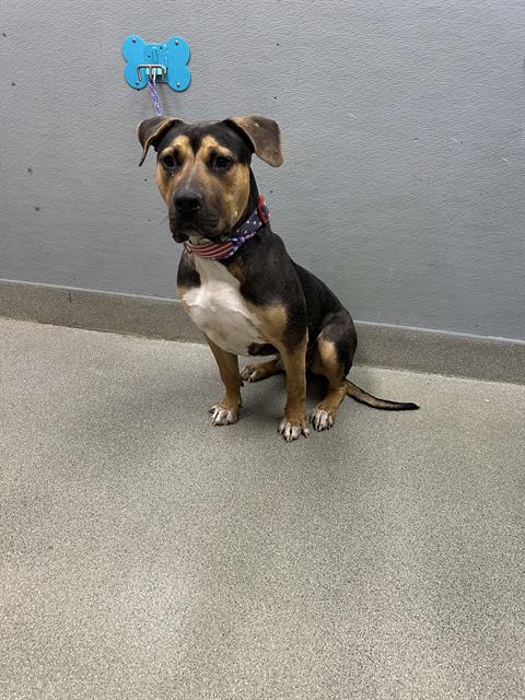 BEAR, an adoptable American Bulldog in Las Vegas, NV