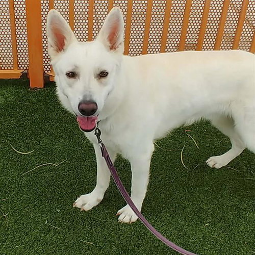 CASPER, an adoptable German Shepherd Dog in Las Vegas, NV