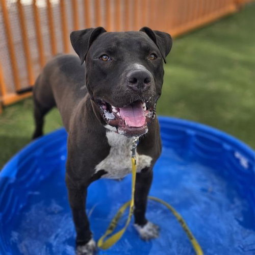 *JOE DIRT, an adoptable Pit Bull Terrier in Las Vegas, NV