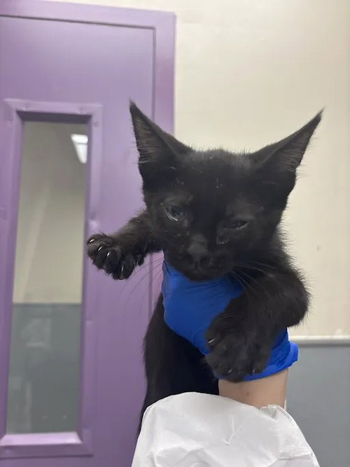 *ZIGGY, an adoptable Domestic Short Hair in Las Vegas, NV