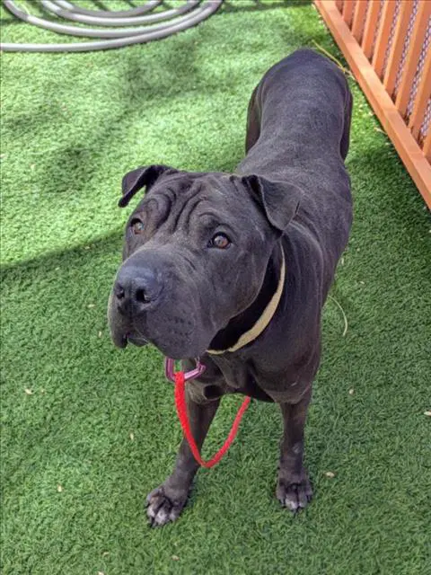 Kaloouh - Chinese Shar-Pei
