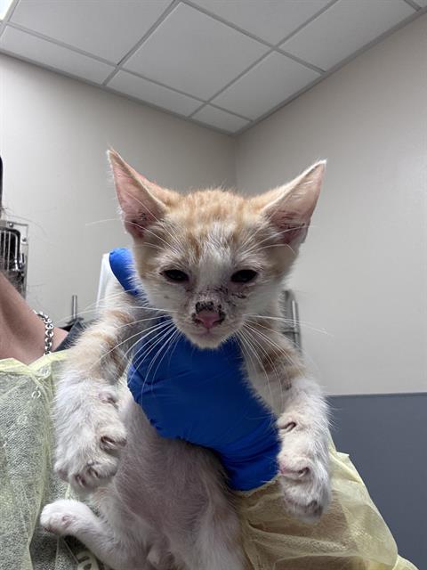 *GRITS, an adoptable Domestic Short Hair in Las Vegas, NV