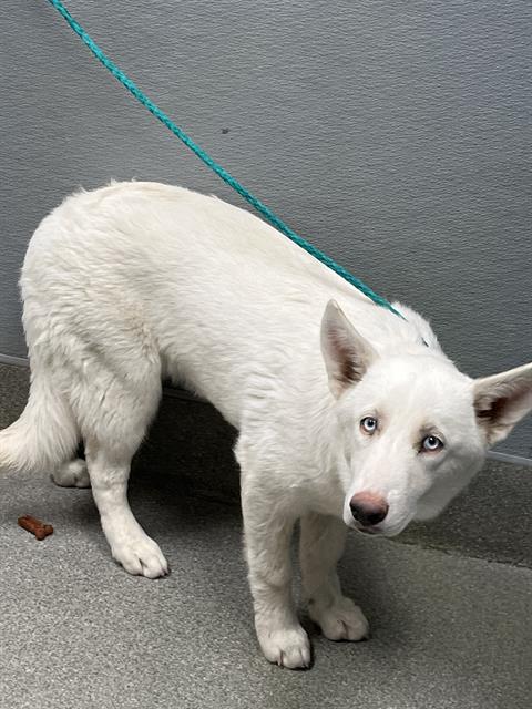 *TWINKLE PAWS, an adoptable Siberian Husky in Las Vegas, NV
