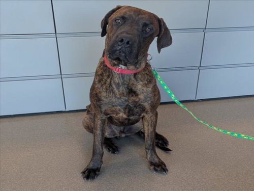 BRUNO, an adoptable Mastiff in Las Vegas, NV