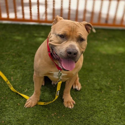 BOSA, an adoptable Pit Bull Terrier in Las Vegas, NV