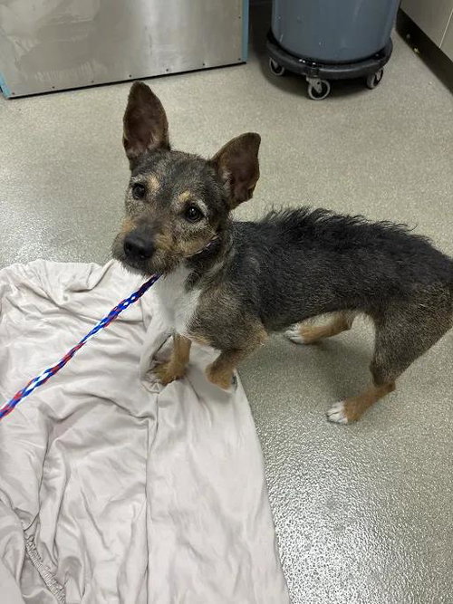 *FRANCIS, an adoptable Terrier in Las Vegas, NV