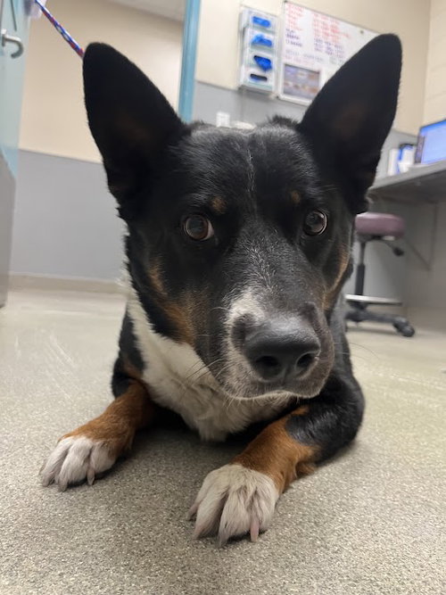 *ROCKY PAWS, an adoptable Australian Shepherd in Las Vegas, NV