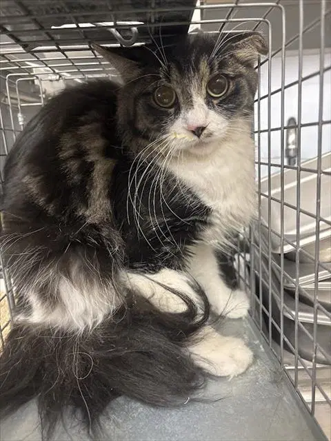 Herra - Domestic Long Hair