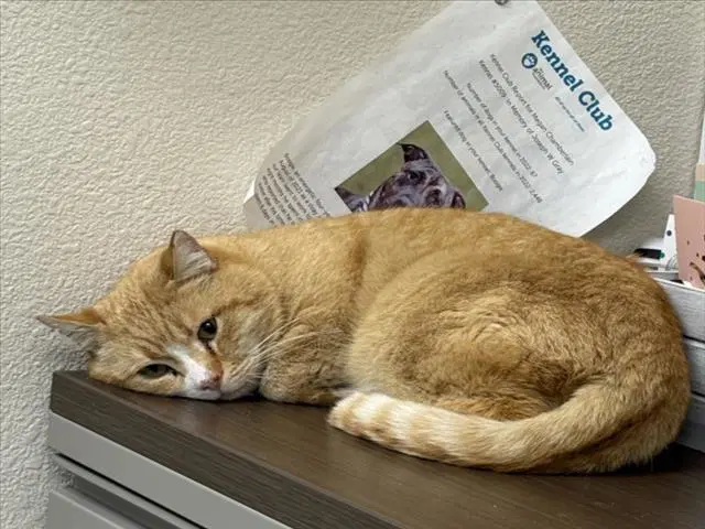 Ruberiot - Domestic Short Hair