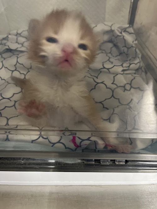*MAKO, an adoptable Domestic Short Hair in Las Vegas, NV