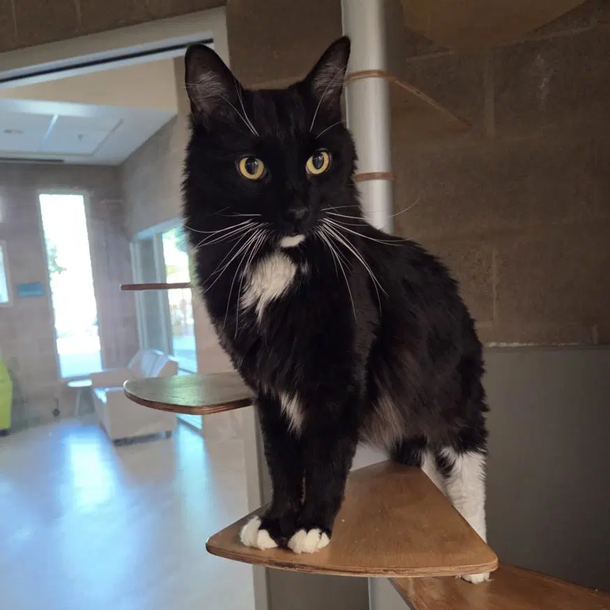Baby Boy - Domestic Short Hair