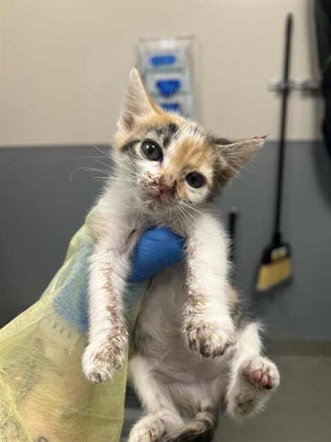 *ELLE, an adoptable Domestic Medium Hair in Las Vegas, NV