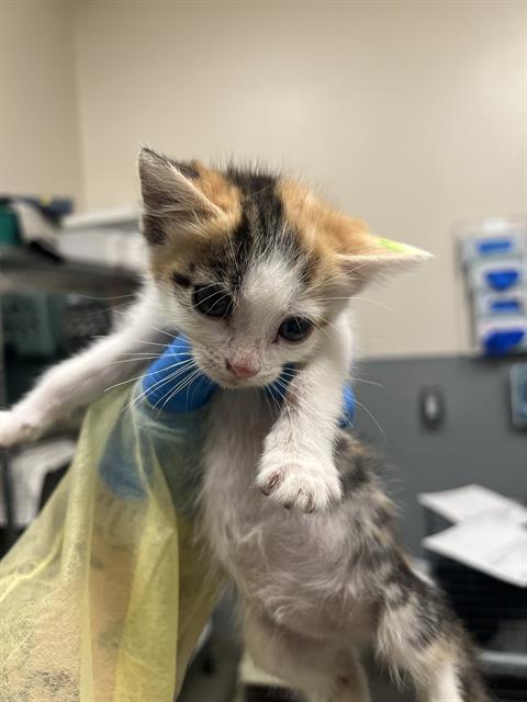 *KATIA, an adoptable Domestic Medium Hair in Las Vegas, NV