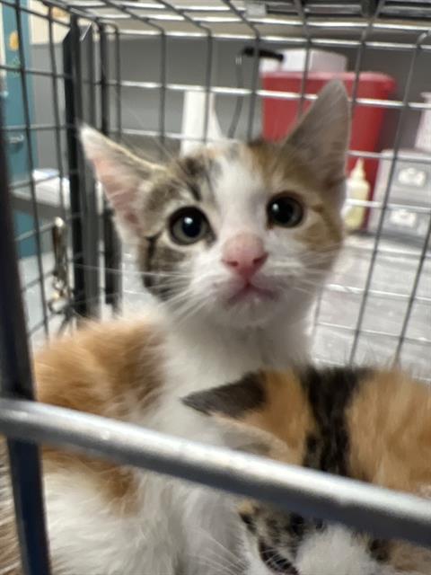 *PRINCESS DONUT, an adoptable Domestic Medium Hair in Las Vegas, NV