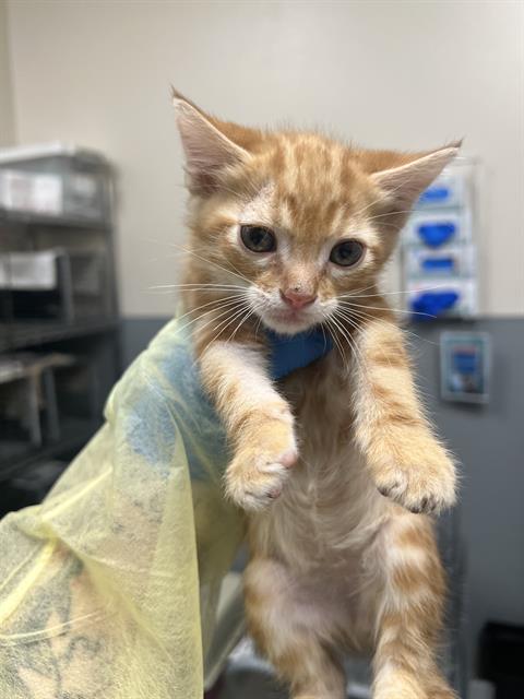 *CARL, an adoptable Domestic Medium Hair in Las Vegas, NV
