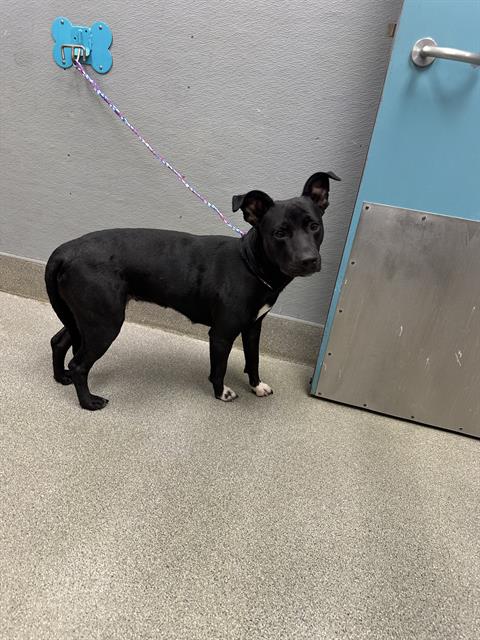 GEORGIA, an adoptable Bull Terrier in Las Vegas, NV
