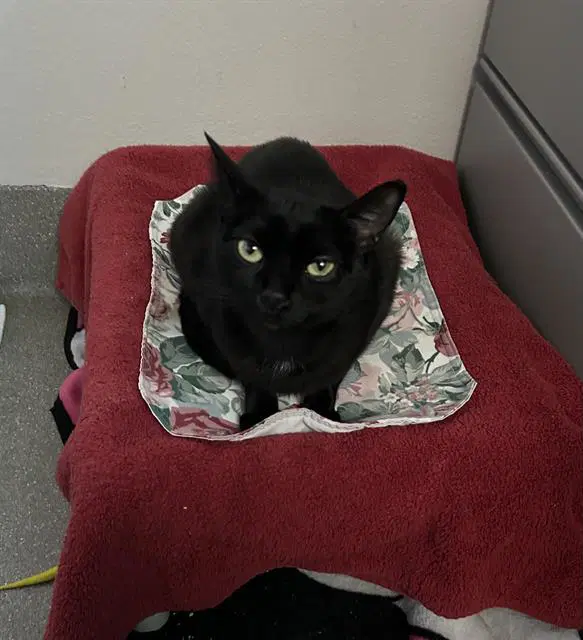 Mirlana - Domestic Short Hair